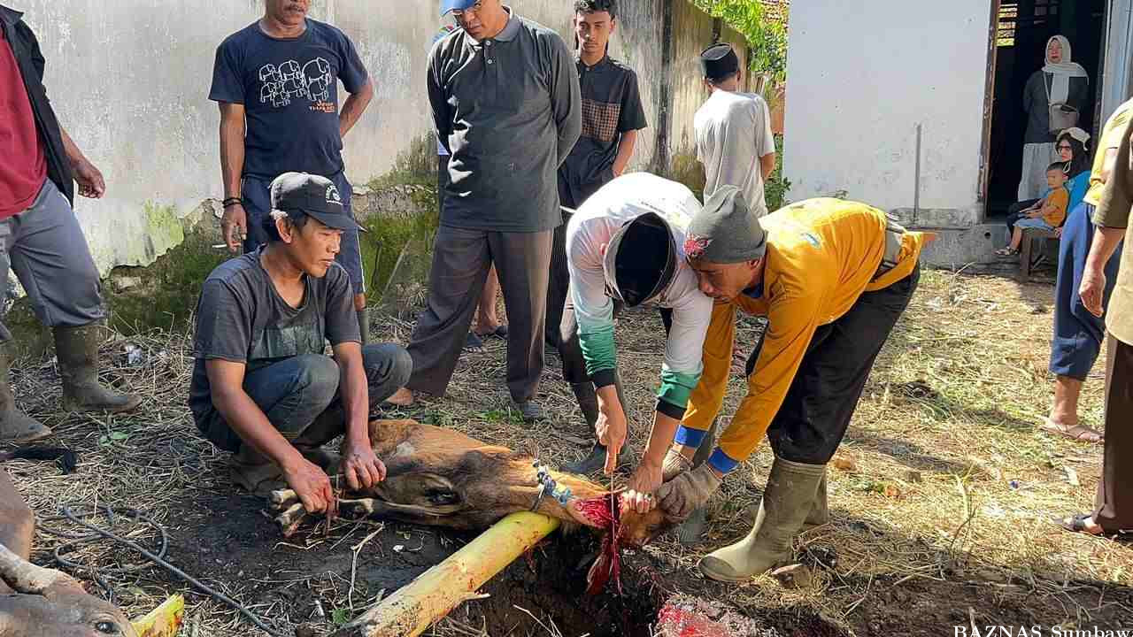 BAZNAS Sumbawa Potong Hewan Kurban Bantuan Bank NTB Syariah
